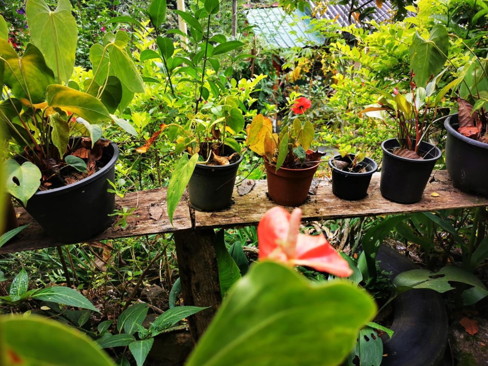 Cozy Homestay Waterfall Road Ела Екстериор снимка